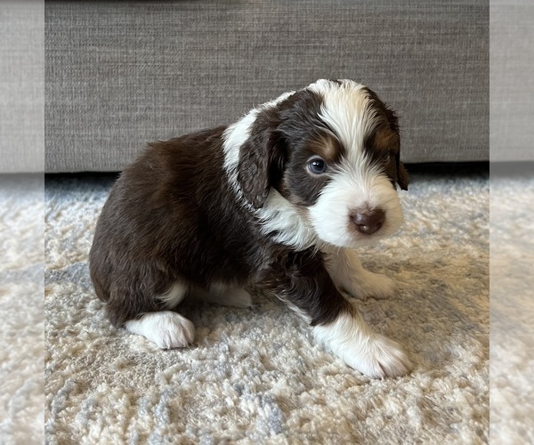 Medium Photo #8 Australian Mountain Dog Puppy For Sale in CULPEPER, VA, USA