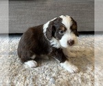 Puppy 3 Australian Mountain Dog