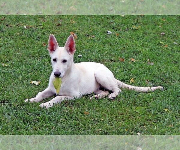 Medium Photo #1 - Mix Puppy For Sale in Hoffman Estates, IL, USA