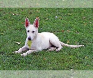 - Mix Dogs for adoption in Hoffman Estates, IL, USA