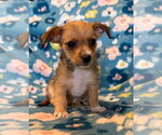 Small Photo #8 Chihuahua-Unknown Mix Puppy For Sale in Pacolet, SC, USA