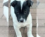 Small Border Collie-Pointer Mix
