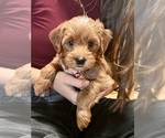 Small Photo #15 Goldendoodle (Miniature) Puppy For Sale in GILBERT, AZ, USA