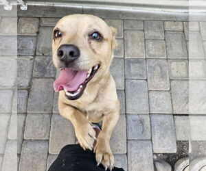 Medium Basset Hound-Chihuahua Mix