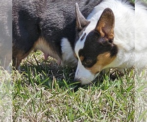 Mother of the Pembroke Welsh Corgi puppies born on 03/07/2025