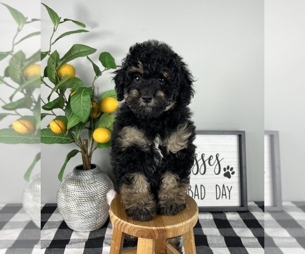 Medium Photo #3 Bernedoodle (Miniature) Puppy For Sale in FRANKLIN, IN, USA