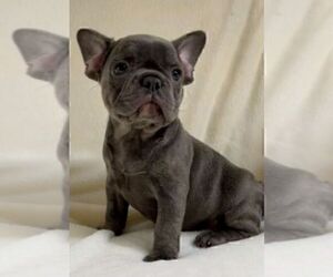 French Bulldog Puppy for Sale in NAPLES, Florida USA