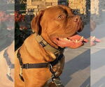 Small Dogue de Bordeaux