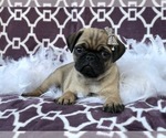 Small Photo #7 Pug Puppy For Sale in LAKELAND, FL, USA
