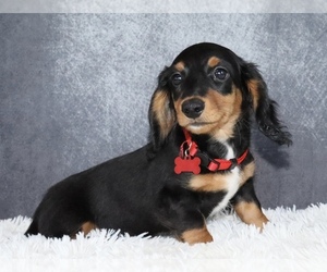 Dachshund Puppy for sale in INDEPENDENCE, IA, USA