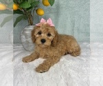 Small #2 Cavapoo