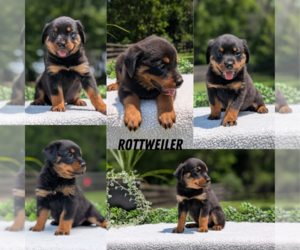 Rottweiler Puppy for Sale in GOSHEN, Indiana USA
