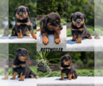 Small Rottweiler