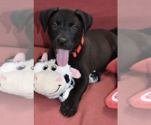 Medium Photo #3 Border Collie-Unknown Mix Puppy For Sale in Lakewood, CO, USA