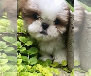 Shih Tzu Puppy for sale in CHICAGO, IL, USA