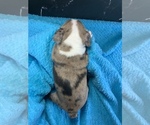 Small #2 Boston Terrier