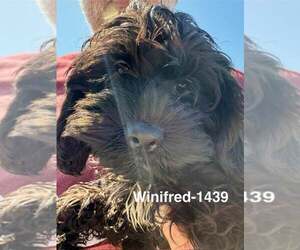 Cocker Spaniel Dogs for adoption in Lee's Summit, MO, USA