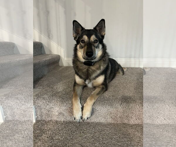 Medium Photo #2 Siberian Husky-Unknown Mix Puppy For Sale in McKinney, TX, USA