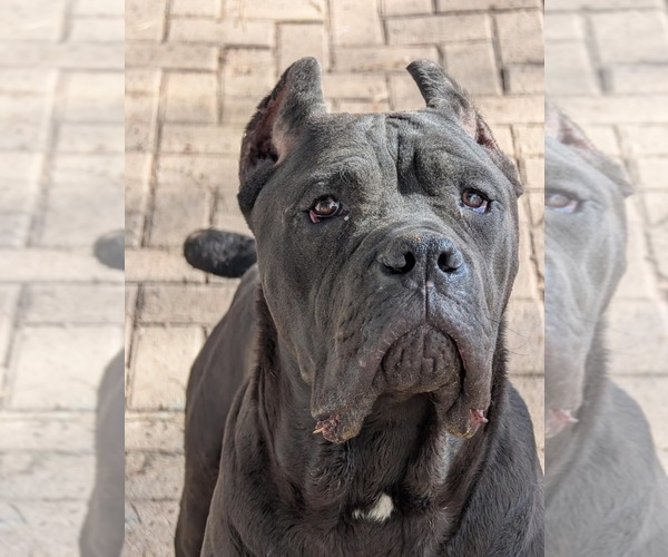 Medium Photo #1 Cane Corso Puppy For Sale in BEAVERDAM, VA, USA