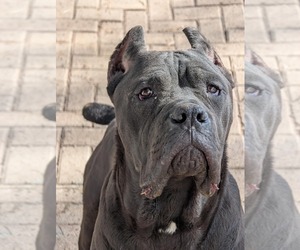 Father of the Cane Corso puppies born on 01/01/2026