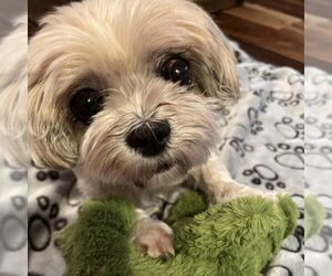 Medium Shih Tzu