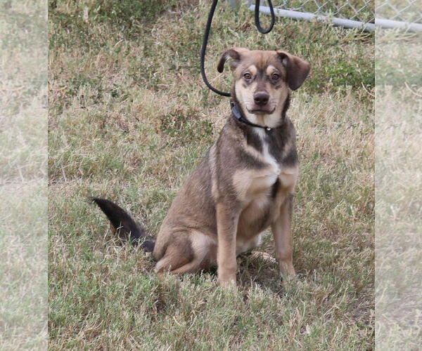 Medium Photo #3 Labrador Retriever-Siberian Husky Mix Puppy For Sale in Bandera, TX, USA