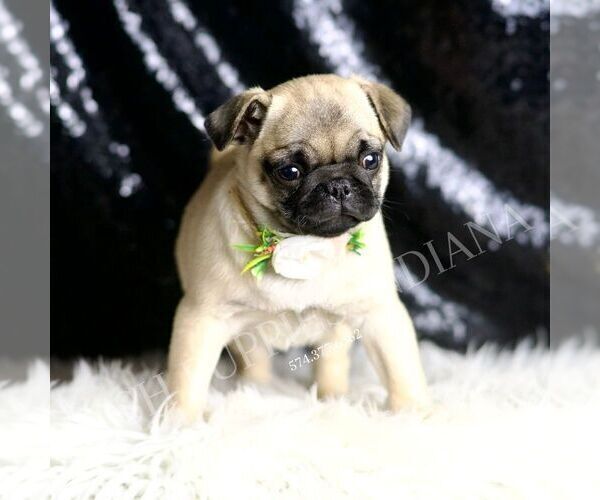 Medium Photo #4 Pug Puppy For Sale in WARSAW, IN, USA