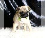 Small #3 Pug