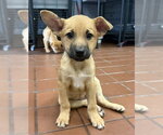 Small Photo #3 Labrador Retriever-Unknown Mix Puppy For Sale in Jefferson, NJ, USA