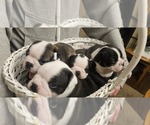 Small Boston Terrier