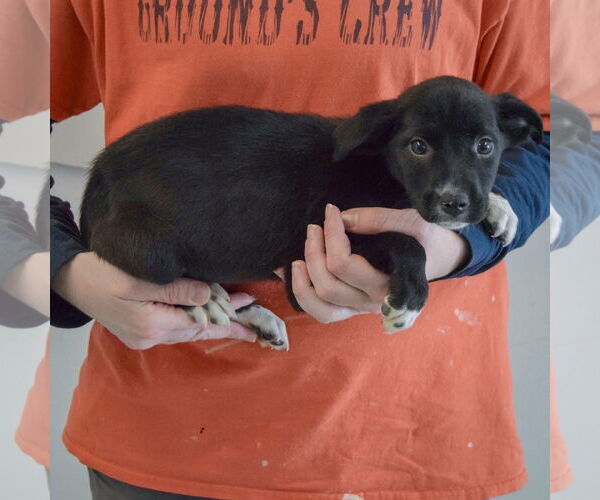 Medium Photo #2 Border Collie-Unknown Mix Puppy For Sale in Huntley, IL, USA