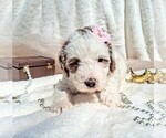 Small Photo #48 Goldendoodle (Miniature) Puppy For Sale in GASTONIA, NC, USA