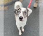 Small #15 Catahoula Leopard Dog Mix