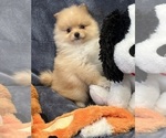 Small Photo #12 Pomeranian Puppy For Sale in SILEX, MO, USA