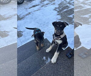 Six - Female Shepradors Dog for Adoption - Photo #13