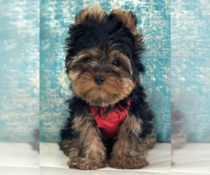 Yorkshire Terrier Puppy for sale in CORAL SPRINGS, FL, USA