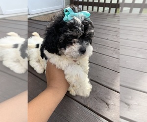 Maltipoo Puppy for sale in KATY, TX, USA