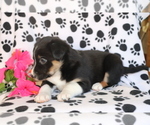 Small Photo #4 Border Collie-Unknown Mix Puppy For Sale in SHILOH, OH, USA