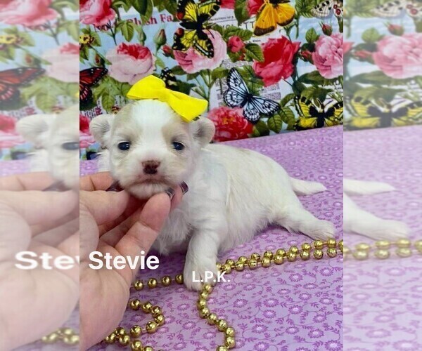 Medium Photo #2 Mal-Shi Puppy For Sale in WINNSBORO, LA, USA