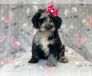 Cocker Spaniel-Poodle (Miniature) Mix Puppy for sale in LAKELAND, FL, USA