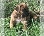 Small Photo #9 Boerboel Puppy For Sale in WEST PALM BCH, FL, USA