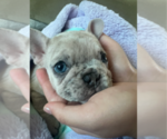 Puppy Mila French Bulldog