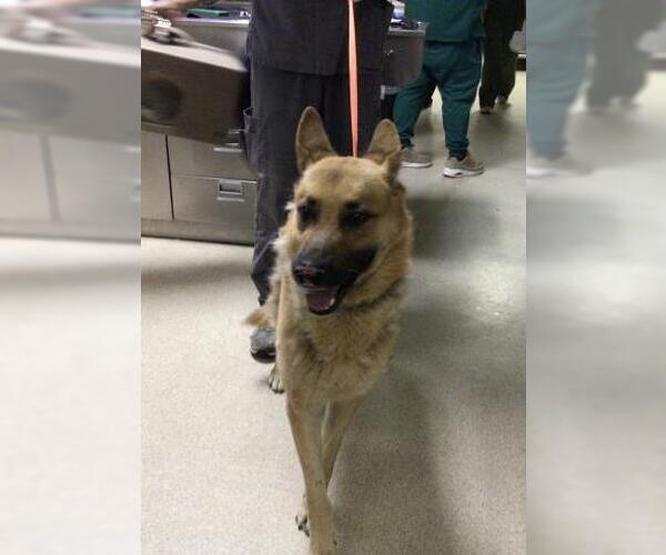 Medium Photo #1 German Shepherd Dog-Unknown Mix Puppy For Sale in Riverside, CA, USA