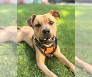 *PICHU - Male Mutt Dog for Adoption - Photo #5