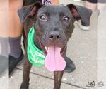 Small #3 Labrador Retriever Mix