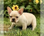 Small #2 French Bulldog