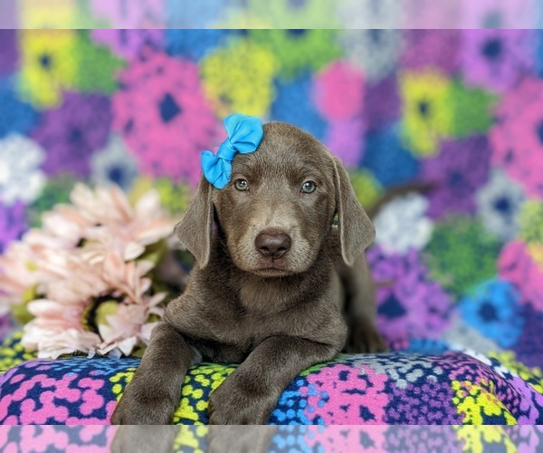 Medium Photo #5 Labrador Retriever Puppy For Sale in NOTTINGHAM, PA, USA