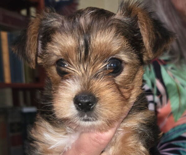 Medium Photo #1 Yorkshire Terrier Puppy For Sale in BEAUFORT, SC, USA