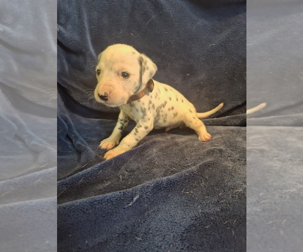 Medium Photo #2 Dalmatian Puppy For Sale in LEIPSIC, OH, USA