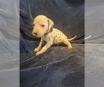 Small #1 Dalmatian